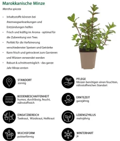 Dehner Garten- & Heilkräuter|Küchenkräuter - Marokkanische Minze Grün