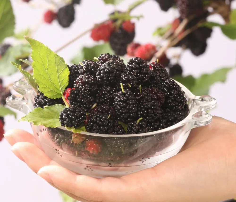 Dehner Maulbeere 'Mojo Berry' Schwarz Sale