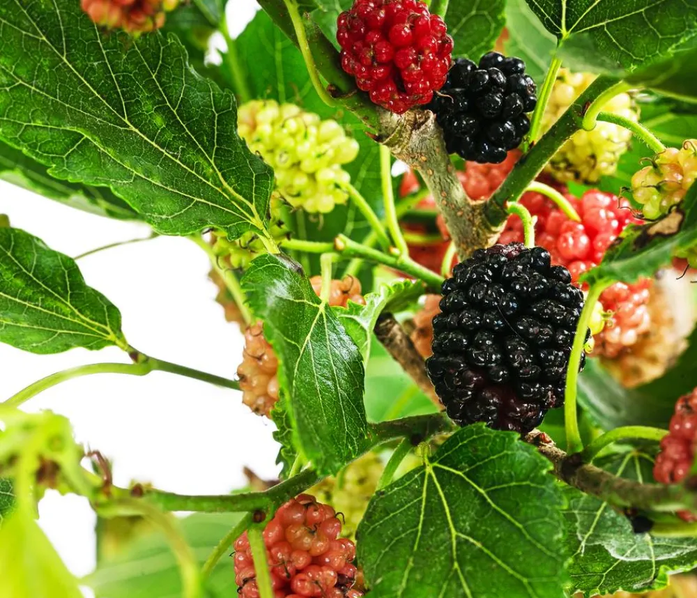 Dehner Maulbeere 'Mojo Berry' Schwarz Sale