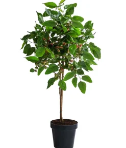 Dehner Maulbeere 'Mojo Berry' Schwarz Sale