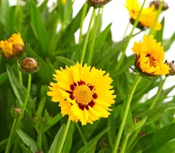 Dehner Sommerstauden > Mädchenauge