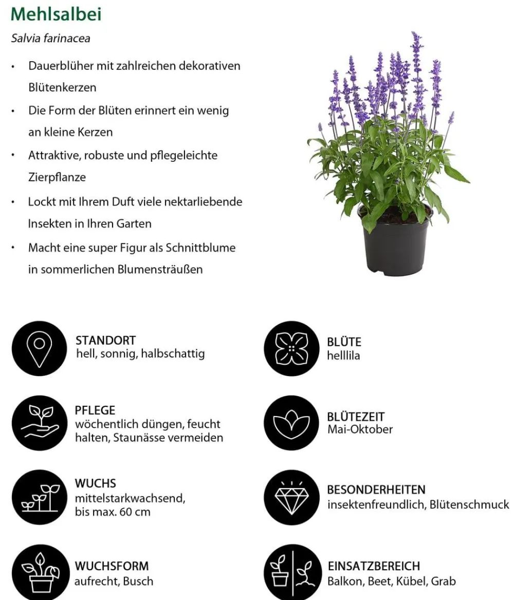 Dehner Mehlsalbei New