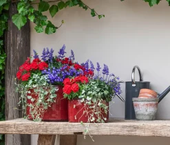 Dehner Terrassenpflanzen|Sommerblumen - Mehlsalbei