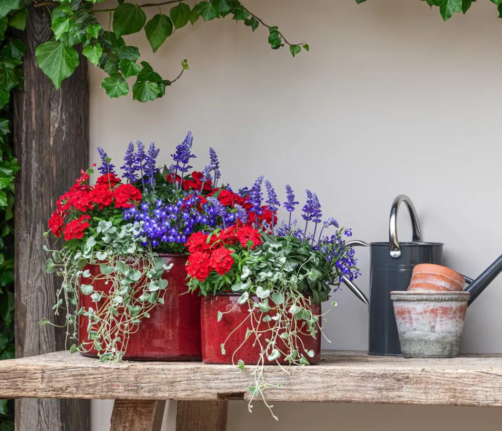 Dehner Terrassenpflanzen|Sommerblumen - Mehlsalbei