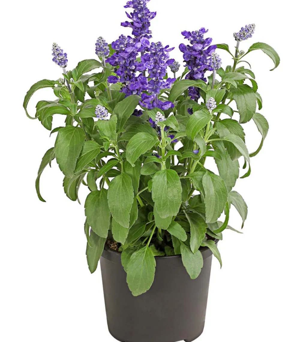 Dehner Terrassenpflanzen|Sommerblumen - Mehlsalbei