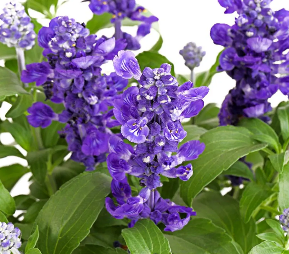 Dehner Terrassenpflanzen|Sommerblumen - Mehlsalbei