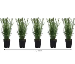Dehner Heckenpflanzen|Koniferen > 1-1,5 Meter Becher-Eibe 'Groenland', 5 x ca. 50 cm