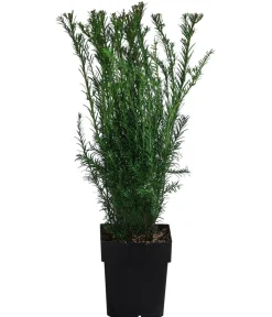 Dehner Heckenpflanzen|Koniferen - 2-3 Meter Becher-Eibe 'Groenland', 10 x ca. 50 cm Dunkelgrün
