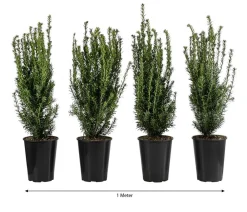 Dehner Heckenpflanzen|Koniferen - 1 Meter Becher-Eibe 'Hillii', 4 x ca. 60-70 cm Dunkelgrün