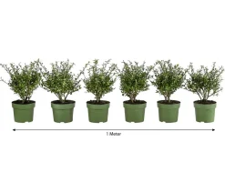 Dehner Laubgehölze|Heckenpflanzen > 1 Meter Berg-Ilex 'Glory Gem', 6 x ca. 20-25 cm
