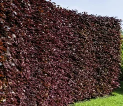 Dehner 20 Meter Blutbuche ‘Purpurea‘, 100 x 100-125 cm Dunkelrot Outlet