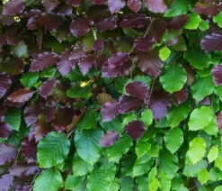 Dehner 20 Meter Blutbuche ‘Purpurea‘, 100 x 100-125 cm Dunkelrot Outlet