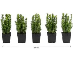 Dehner 1 Meter Gewöhnlicher Buchs, 5 x ca. 30 cm Dunkelgrün Discount