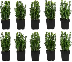 Dehner Laubgehölze|Heckenpflanzen - 2 Meter Gewöhnlicher Buchs, 10 x ca. 30 cm Dunkelgrün