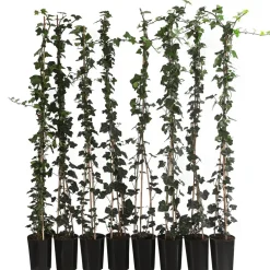 Dehner 2 Meter Großblättriger Efeu 'Hibernica', 8 x ca. 120 cm Dunkelgrün