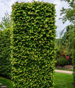 Dehner 2-3 Meter Hainbuche, 10 x ca. 50-60 cm Grün Outlet