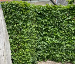 Dehner 8 Meter Hainbuche, 40 x ca. 100-125 cm Grün Hot