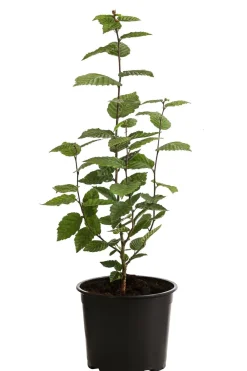 Dehner Laubgehölze|Heckenpflanzen - 1-1,5 Meter Hainbuche, 5 x ca. 50-60 cm Grün