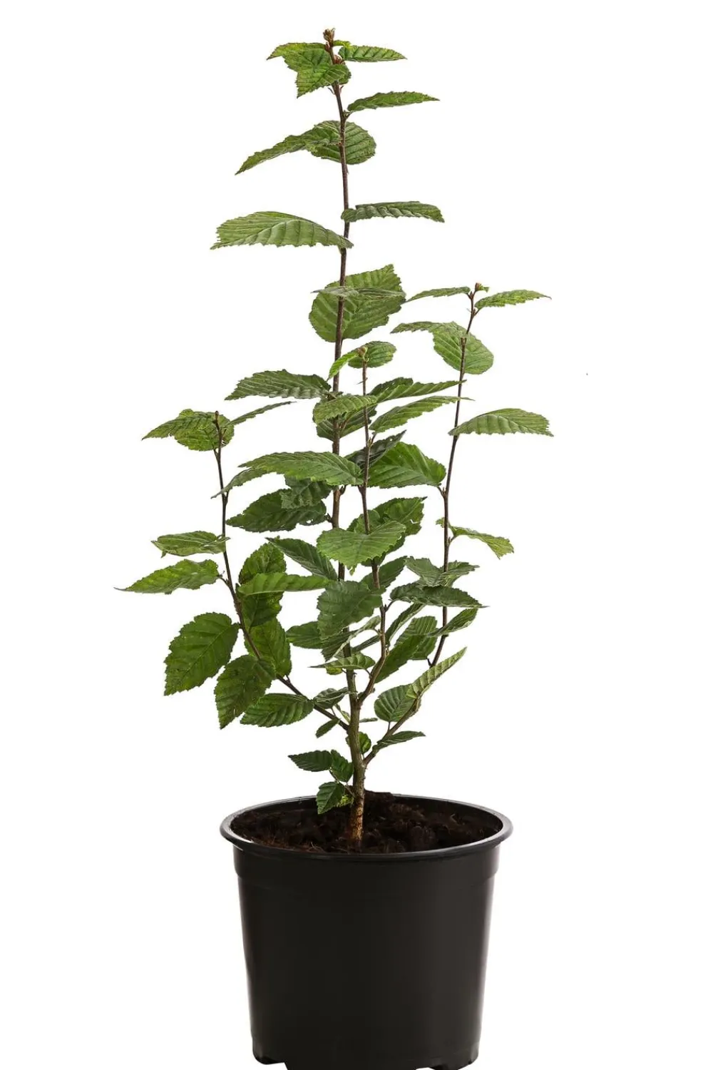 Dehner Laubgehölze|Heckenpflanzen - 1-1,5 Meter Hainbuche, 5 x ca. 50-60 cm Grün
