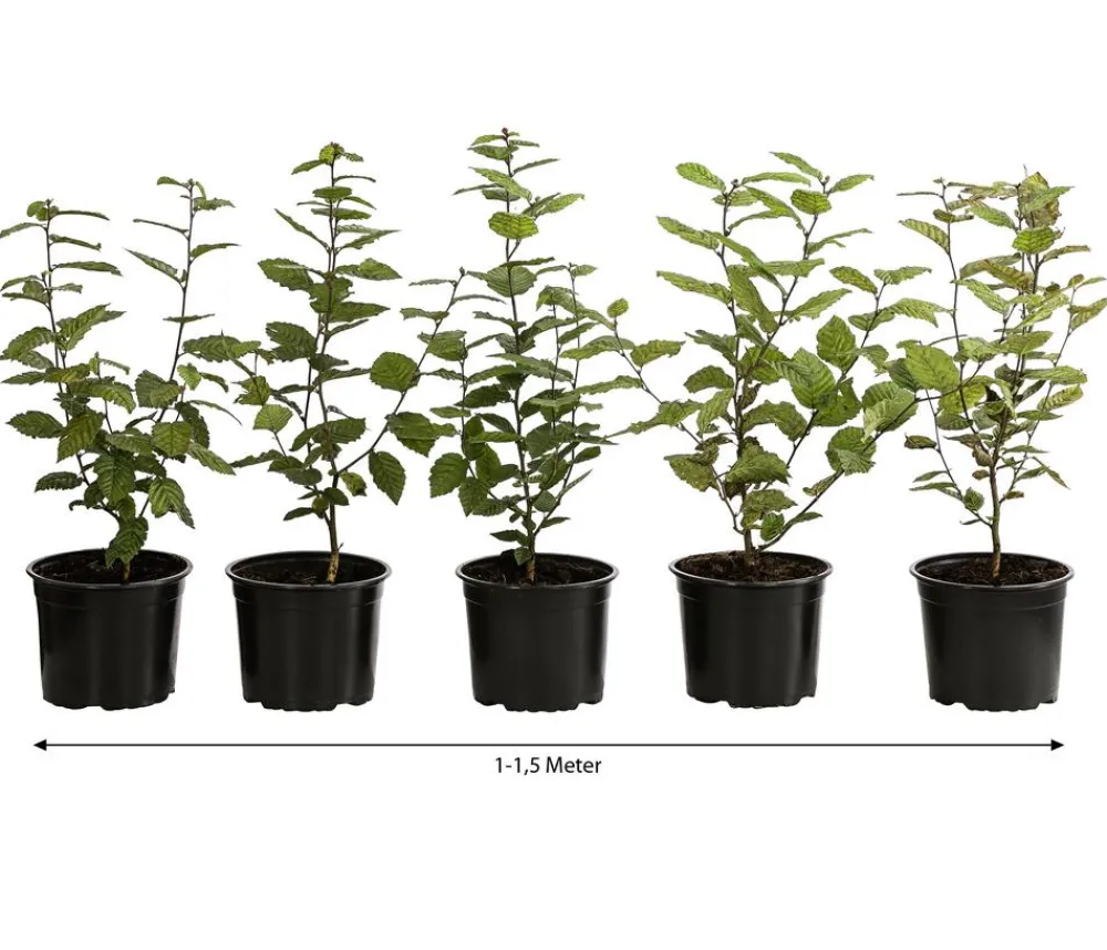 Dehner Laubgehölze|Heckenpflanzen - 1-1,5 Meter Hainbuche, 5 x ca. 50-60 cm Grün