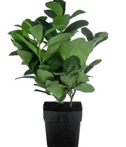 Dehner Laubgehölze|Heckenpflanzen - 1-1,5 Meter Kirschlorbeer 'Etna', 5 x ca. 20-30 cm Dunkelgrün
