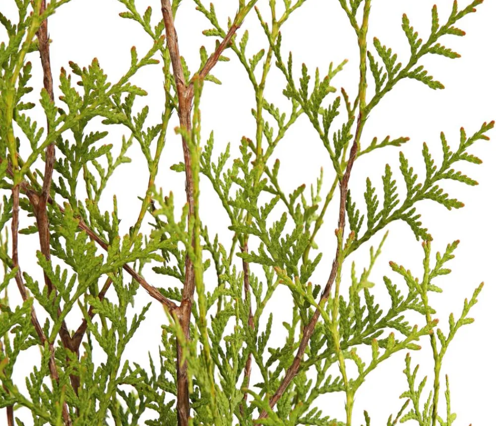 Dehner 10 Meter Lebensbaum 'Brabant', 25 x ca. 125-150 cm Dunkelgrün Discount
