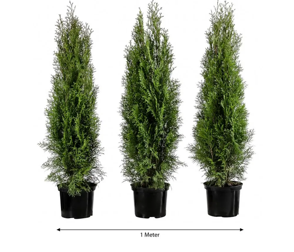 Dehner Heckenpflanzen|Koniferen > 1 Meter Lebensbaum 'Smaragd', 3 x ca. 80-100 cm