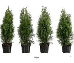 Dehner Heckenpflanzen|Koniferen > 1 Meter Lebensbaum 'Smaragd', 4 x ca. 60-70 cm