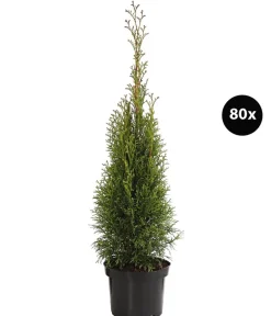 Dehner Heckenpflanzen|Koniferen > 20 Meter Lebensbaum 'Smaragd', 80 x ca. 40-60 cm