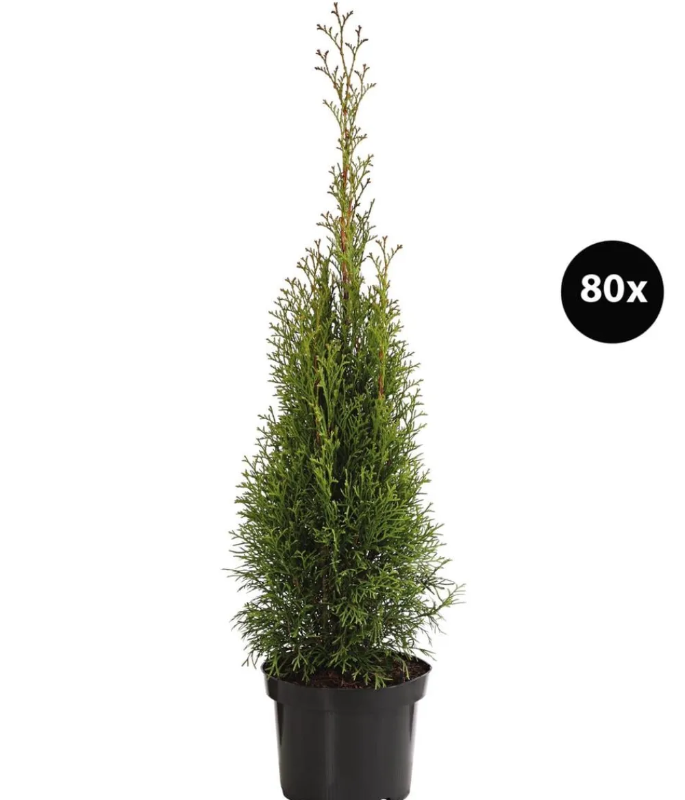 Dehner Heckenpflanzen|Koniferen > 20 Meter Lebensbaum 'Smaragd', 80 x ca. 40-60 cm