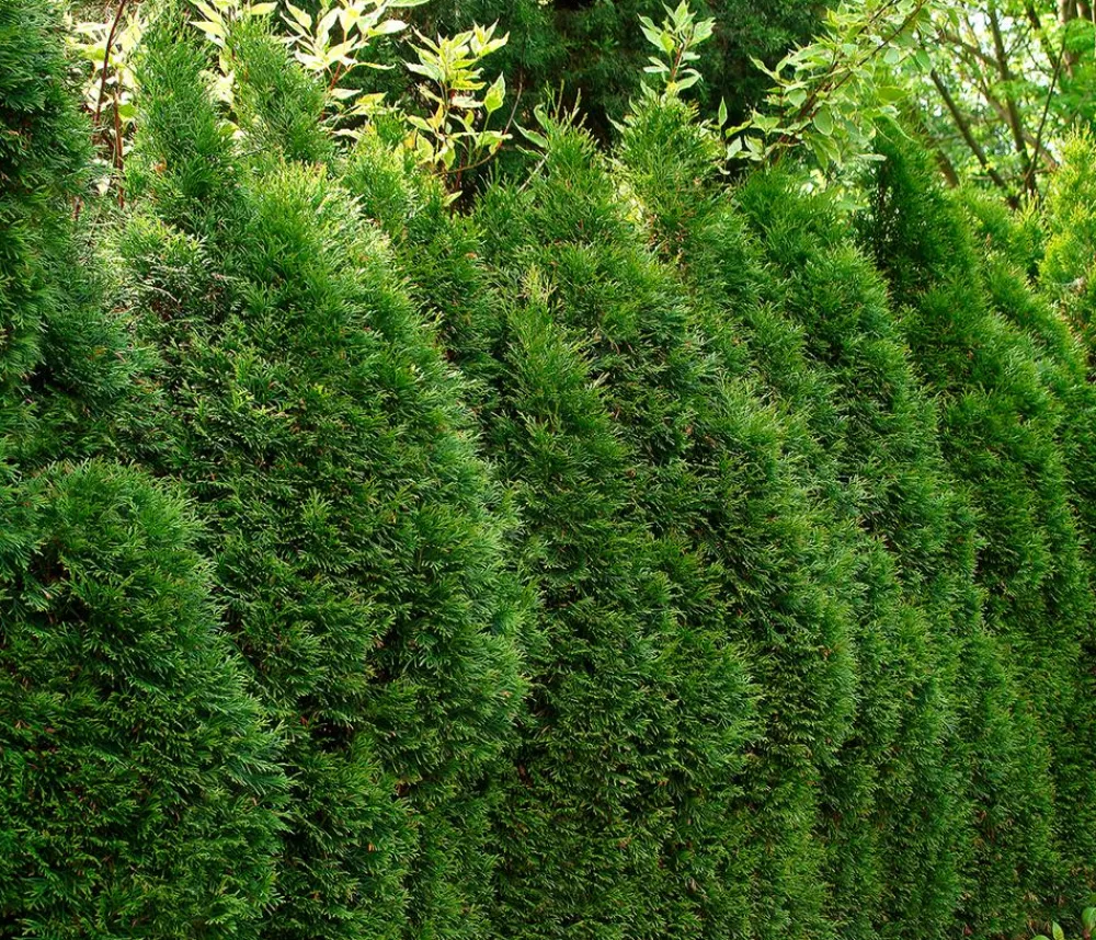 Dehner Heckenpflanzen|Koniferen > 31 Meter Lebensbaum 'Smaragd', 125 x ca. 40-60 cm