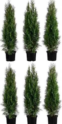 Dehner 2 Meter Lebensbaum 'Smaragd', 6 x ca. 80-100 cm Dunkelgrün Outlet