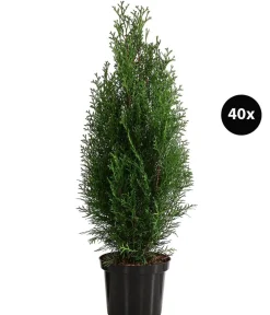 Dehner 13 Meter Lebensbaum 'Smaragd', 40 x ca. 80-100 cm Dunkelgrün Sale