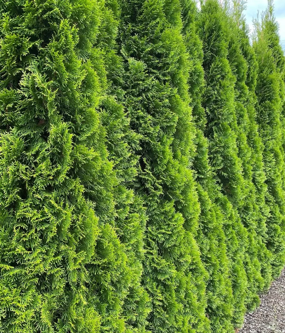 Dehner 13 Meter Lebensbaum 'Smaragd', 40 x ca. 80-100 cm Dunkelgrün Sale