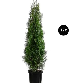 Dehner 6 Meter Lebensbaum 'Smaragd', 12 x ca. 140-160 cm Dunkelgrün Sale
