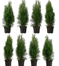 Dehner Heckenpflanzen|Koniferen - 2 Meter Lebensbaum 'Smaragd', 8 x ca. 60-70 cm Dunkelgrün