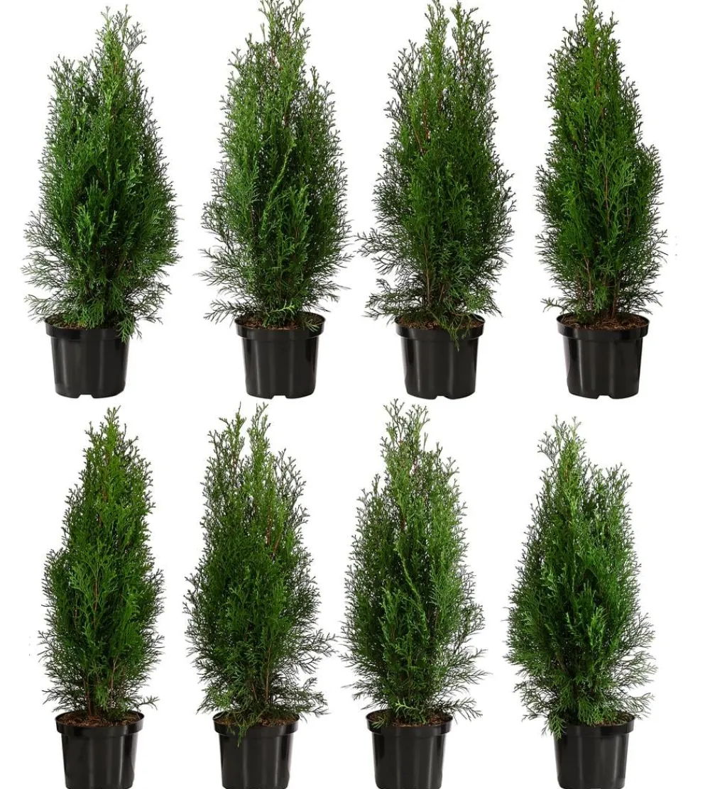 Dehner Heckenpflanzen|Koniferen - 2 Meter Lebensbaum 'Smaragd', 8 x ca. 60-70 cm Dunkelgrün