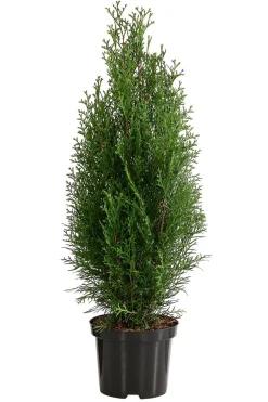 Dehner Heckenpflanzen|Koniferen - 2 Meter Lebensbaum 'Smaragd', 8 x ca. 60-70 cm Dunkelgrün