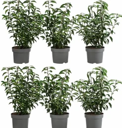 Dehner 2 Meter Portugiesischer Kirschlorbeer 'Angustifolia', 6 x ca. 40-60 cm Dunkelgrün Hot