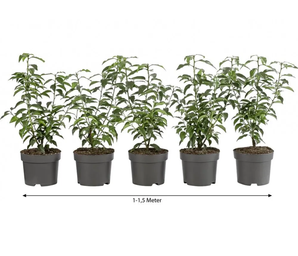 Dehner 1-1,5 Meter Portugiesischer Kirschlorbeer 'Angustifolia', 5 x ca. 30-35 cm Dunkelgrün