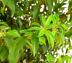 Dehner 15 Meter Portugiesischer Kirschlorbeer 'Angustifolia', 40 x ca. 80-100 cm Grün Discount