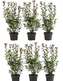 Dehner Laubgehölze|Heckenpflanzen > 2 Meter Purpur-Glanzmispel 'Carre Rouge', 6 x ca. 40-60 cm