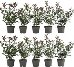 Dehner Laubgehölze|Heckenpflanzen > 2-3 Meter Purpur-Glanzmispel 'Carre Rouge', 10 x ca. 20-35 cm