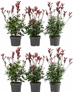 Dehner Laubgehölze|Heckenpflanzen > 2 Meter Purpur-Glanzmispel 'Red Robin', 6 x ca. 40-60 cm