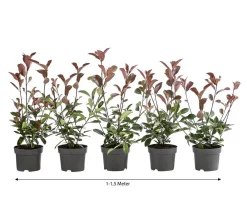 Dehner Laubgehölze|Heckenpflanzen > 1-1,5 Meter Purpur-Glanzmispel 'Red Robin', 5 x ca. 20-35 cm