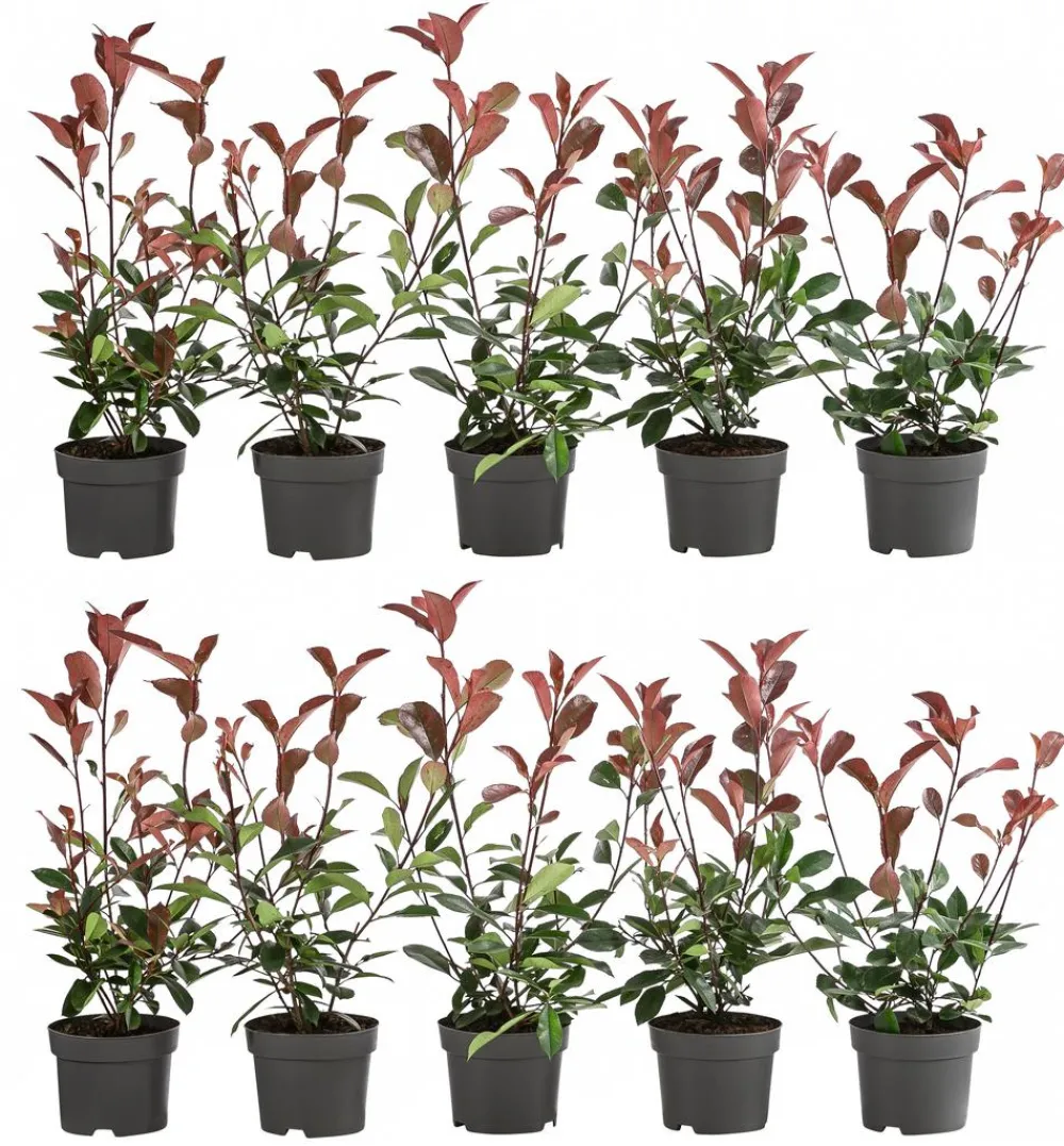Dehner 2-3 Meter Purpur-Glanzmispel 'Red Robin', 10 x ca. 20-35 cm Hot