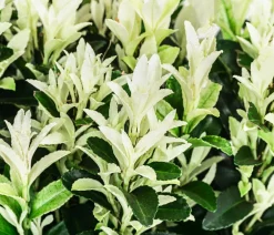 Dehner Laubgehölze|Heckenpflanzen > 1 Meter Spindelstrauch 'Paloma Blanca', 5 x ca. 20-30 cm