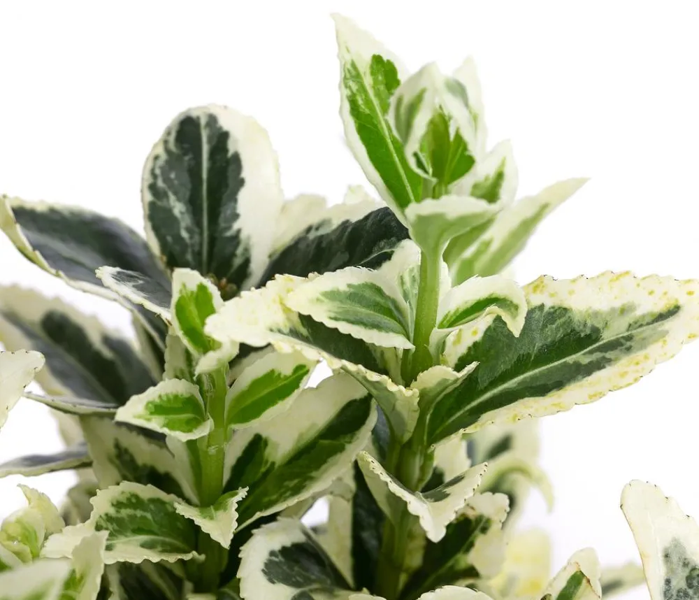 Dehner 1 Meter Spindelstrauch 'White Spire', 5 x ca. 40-45 cm Clearance