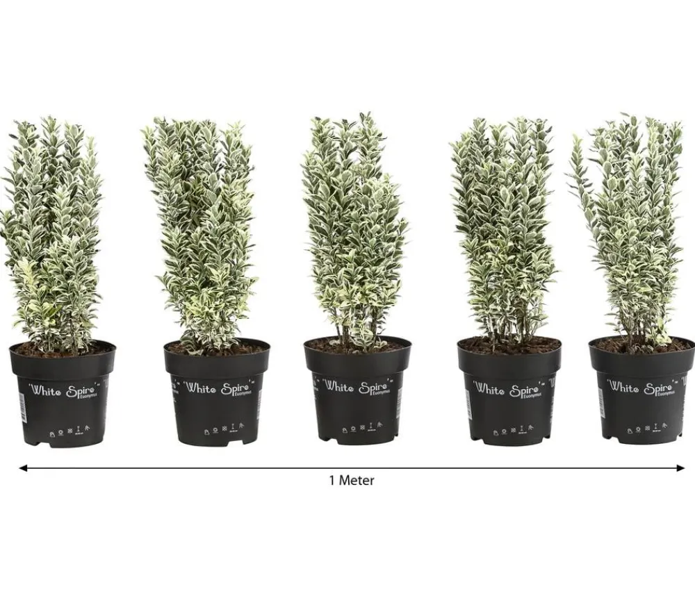 Dehner 1 Meter Spindelstrauch 'White Spire', 5 x ca. 40-45 cm Clearance