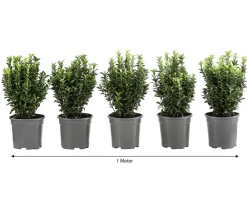Dehner Laubgehölze|Heckenpflanzen > 1 Meter Säulen-Spindelstrauch 'Green Rocket', 5 x ca. 25 cm